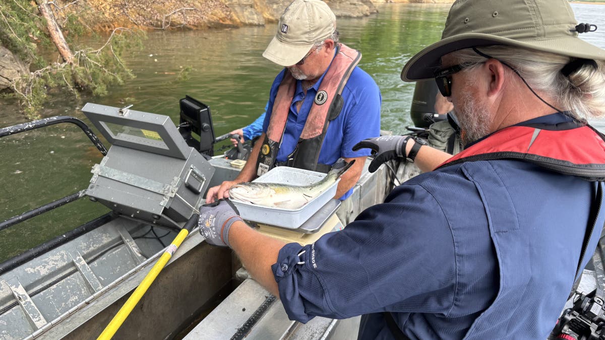 Scientists investigate fish populations in eastern Tennessee