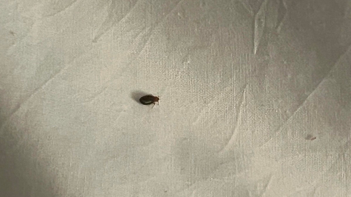A bed bug spotted in McKenzie's hotel room in July 2024.