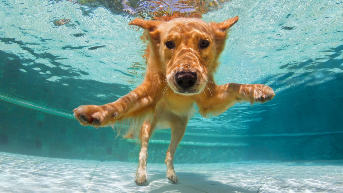 Get dog gear for the pool, hiking trails, camping and your own backyard. 