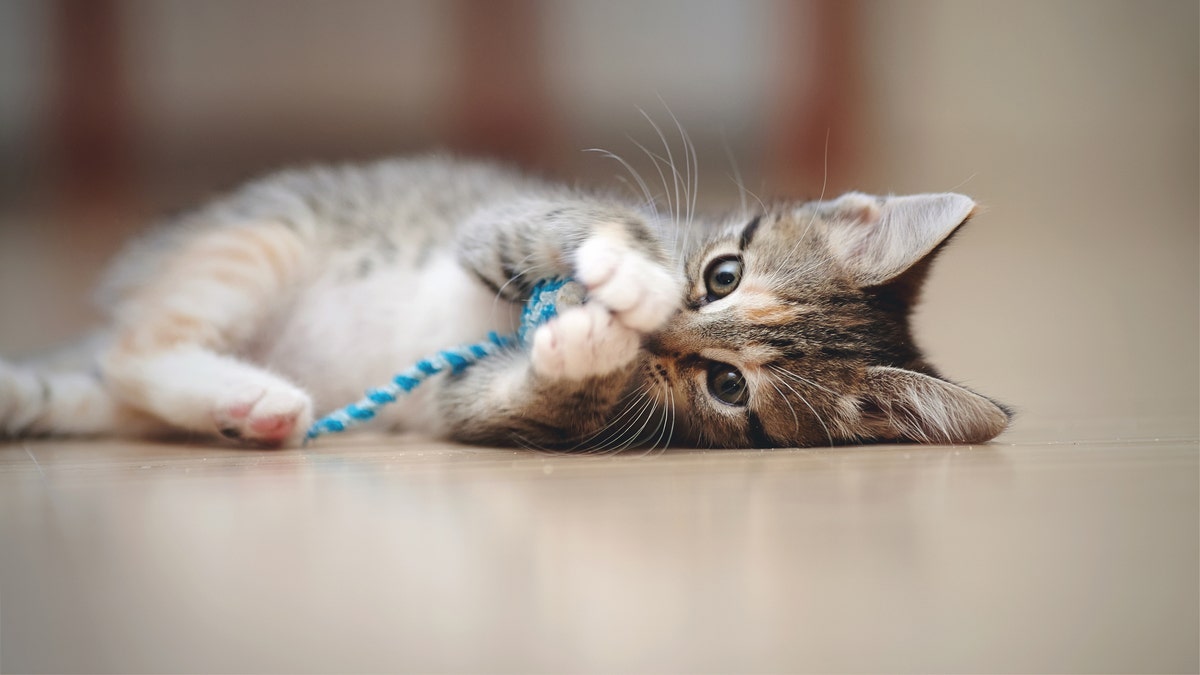 Find tons of cat toys, cat trees and pet beds on sale.