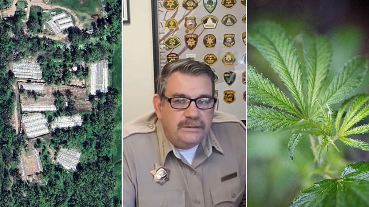 Tribal Land Under Fire: California Tribe Takes Sheriff to Court Over Cannabis Raids Linked to Cartel Activity 5 Mendocino County Sheriff Matthew Kendall in a split showing cannabis grows