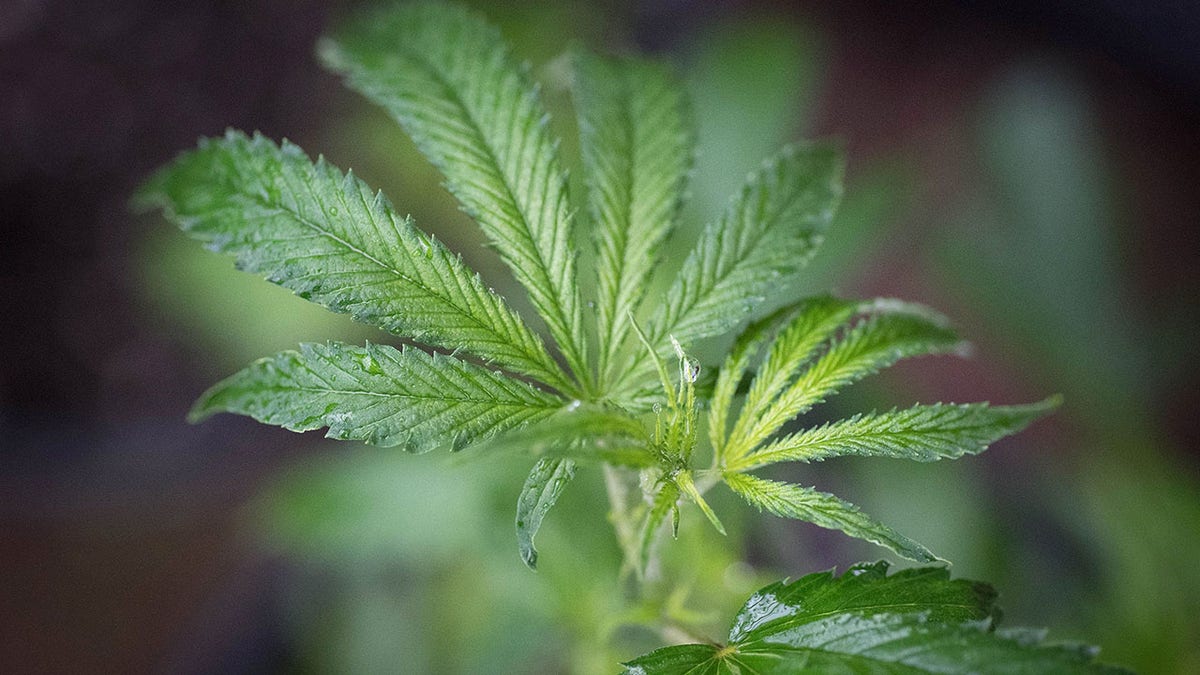 Tribal Land Under Fire: California Tribe Takes Sheriff to Court Over Cannabis Raids Linked to Cartel Activity 7 Marijuana in Mendocino County, California