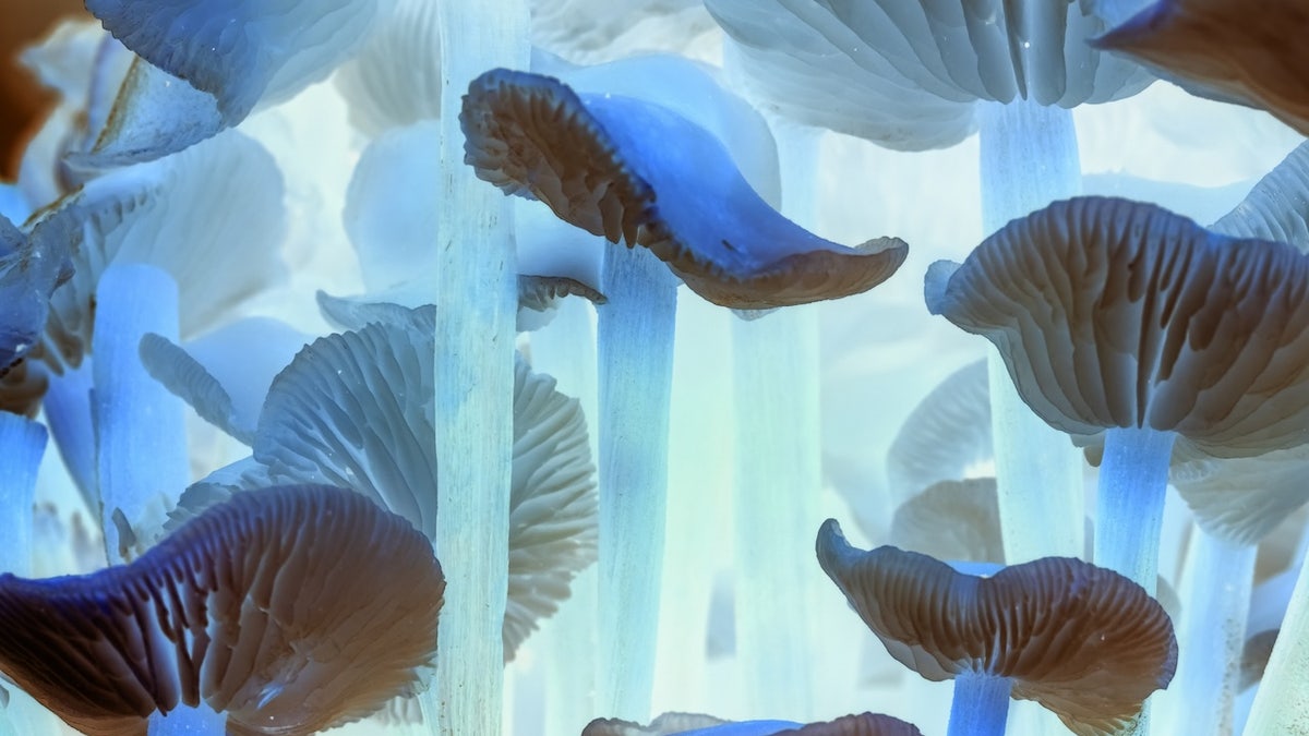 Mushrooms close-up