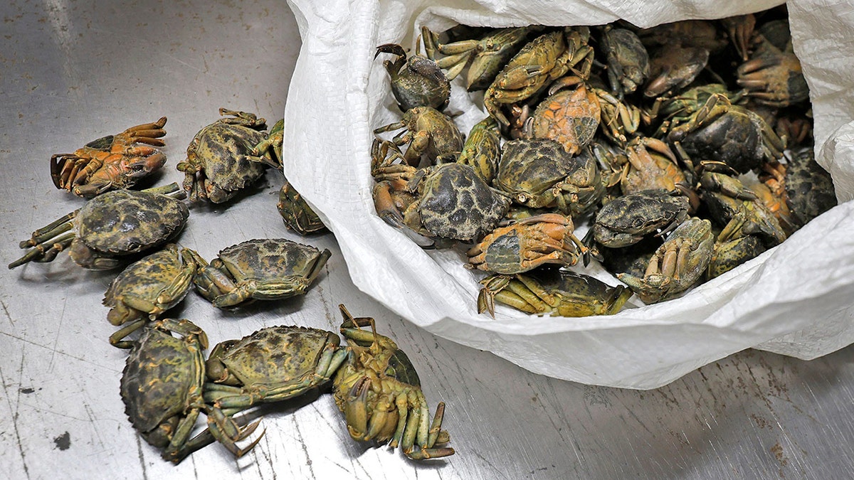Frozen green crabs are shown in a white bag and scattered outside of it.