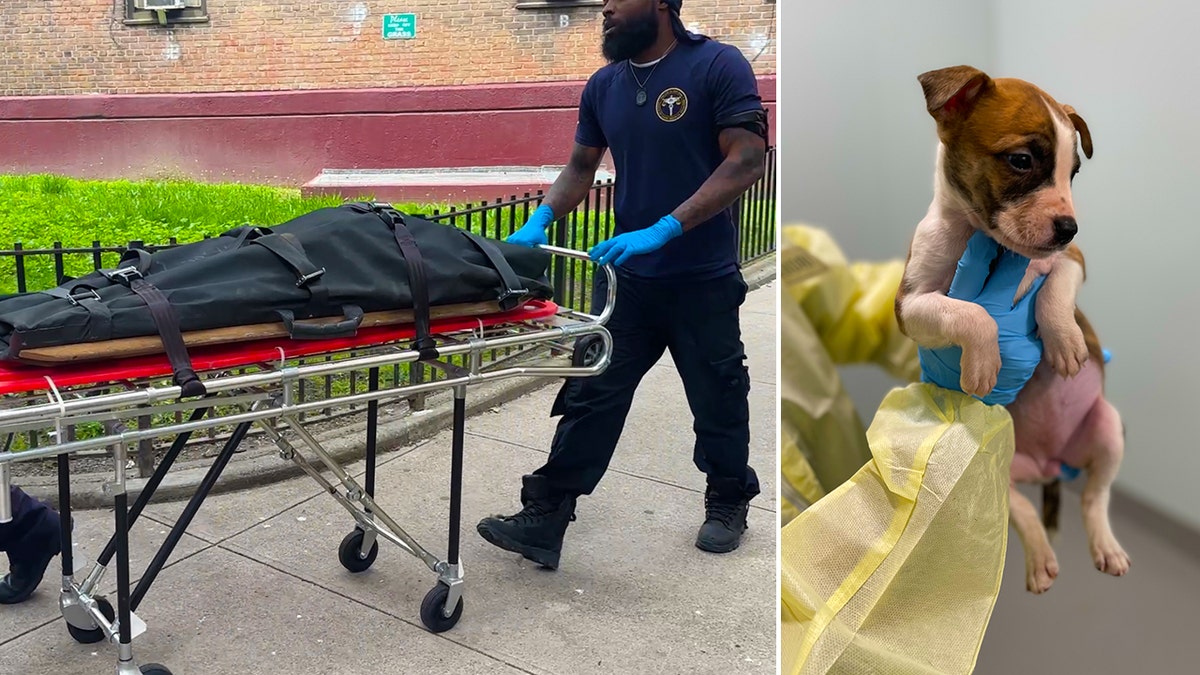 A child in a body bag and a puppy.