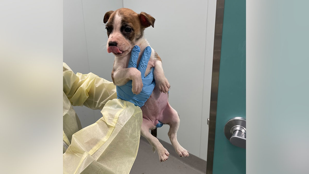A puppy in Long Island City, Queens, was accused of killing an infant, but a medical examiner said the newborn's injuries happened after her death.