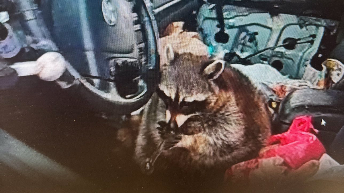 Raccoon with meth pipe in Ohio