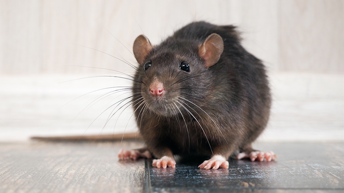 rat