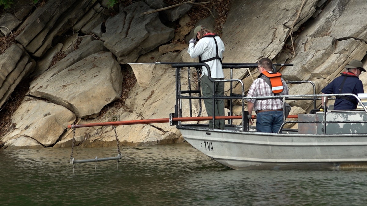 Scientists survey fish populations on Douglas Lake in Dandridge, TN