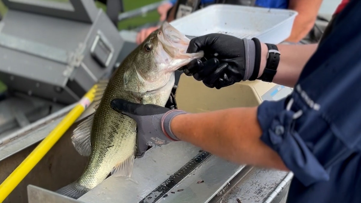Scientists examine fish on Douglas Lake in Dandridge, Tennessee