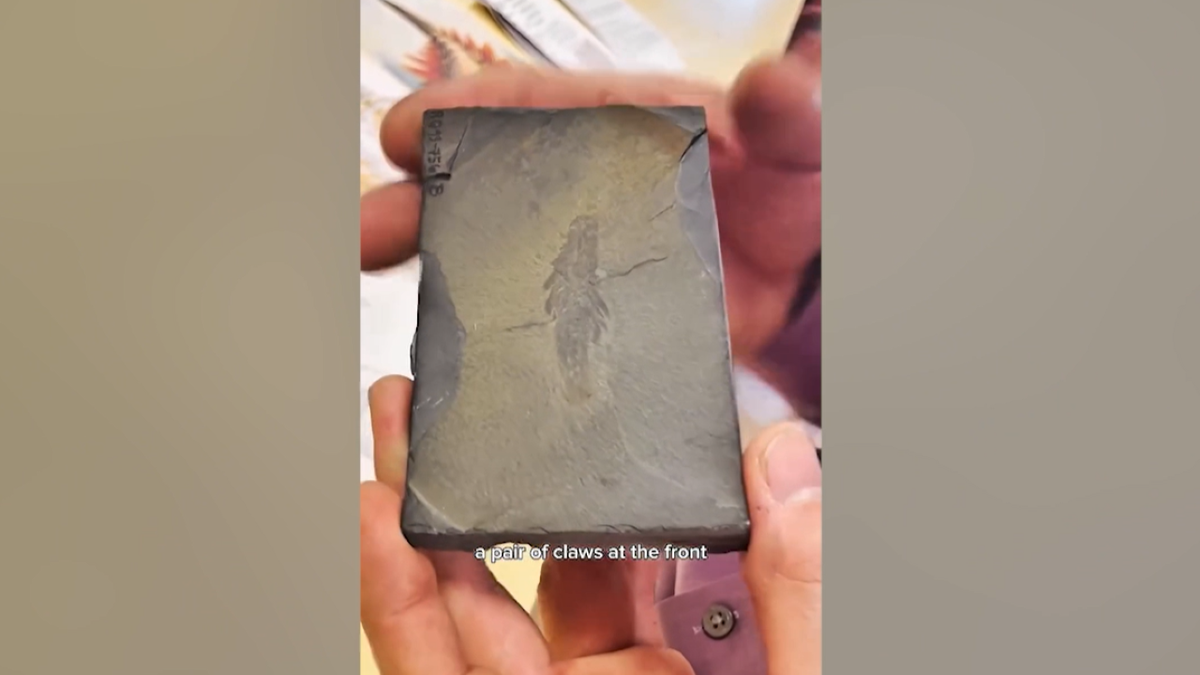 Ancient fossil of predator