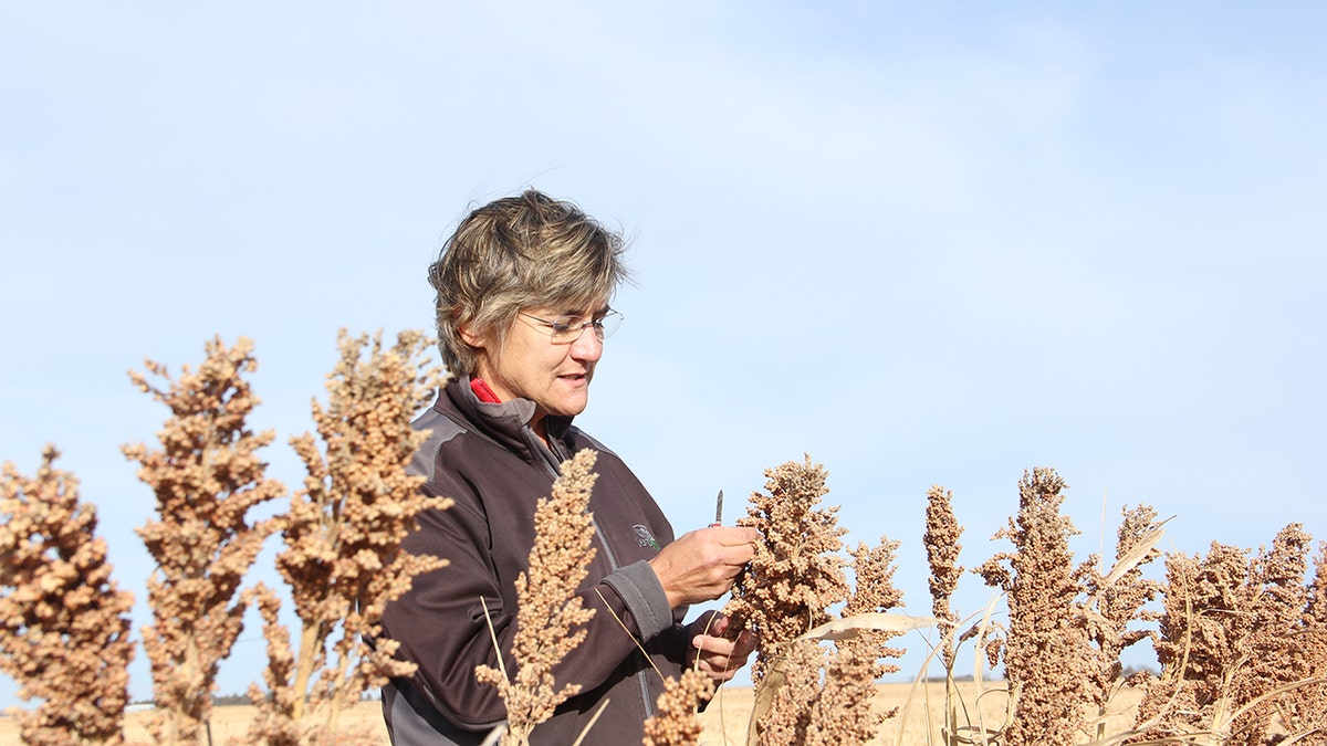 A sorghum farmer harvests grain from a field with a blue sky behind her.