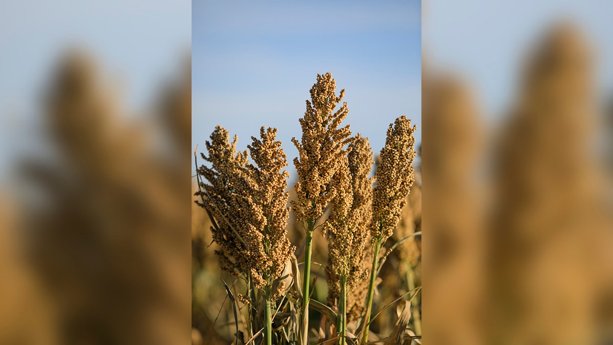 Sorghum grain, a vertical shot in a field of the grain as it's growing.
