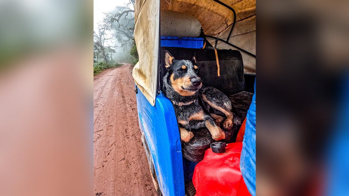 Flea-ridden puppy becomes world traveler with adventurer who had feared dogs all her life Heike Pirngruber from Heidelberg, Germany, has taken Butch the Australian Cattle puppy, under her wing and the pair have crossed multiple countries together, on foot, by canoe, motorcycle, and even by Tuk Tuk. A woman who ‘never liked dogs’ is now walking around the world with a puppy - that she found neglected and full of fleas. Heike Pirngruber, 53, has turned Australian Cattle puppy Butch into one of the best travelled dogs on the planet - vising dozens of countries. She adopted him in 2021 when he was just one month old while she was renting a beach hut in Baja California, Mexico, despite not liking dogs after being chased by them while cycling around the world for seven years.