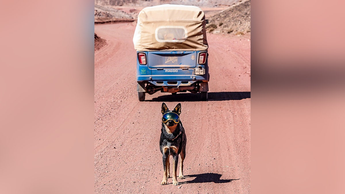 Flea-ridden puppy becomes world traveler with adventurer who had feared dogs all her life Heike Pirngruber from Heidelberg, Germany, has taken Butch the Australian Cattle puppy, under her wing and the pair have crossed multiple countries together, on foot, by canoe, motorcycle, and even by Tuk Tuk. A woman who ‘never liked dogs’ is now walking around the world with a puppy - that she found neglected and full of fleas. Heike Pirngruber, 53, has turned Australian Cattle puppy Butch into one of the best travelled dogs on the planet - vising dozens of countries. She adopted him in 2021 when he was just one month old while she was renting a beach hut in Baja California, Mexico, despite not liking dogs after being chased by them while cycling around the world for seven years.