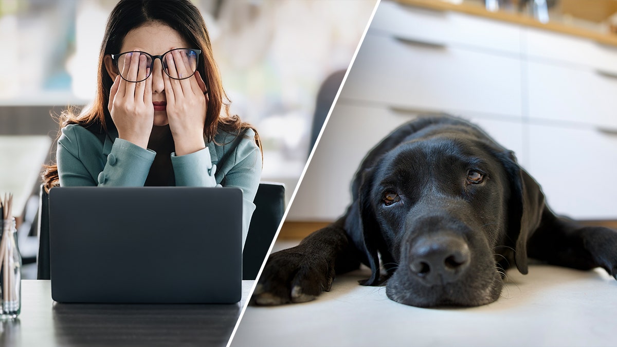 Divided image that shows a woman in her desktop with a stressed appearance and a black labrador lay on the floor with a tired expression.
