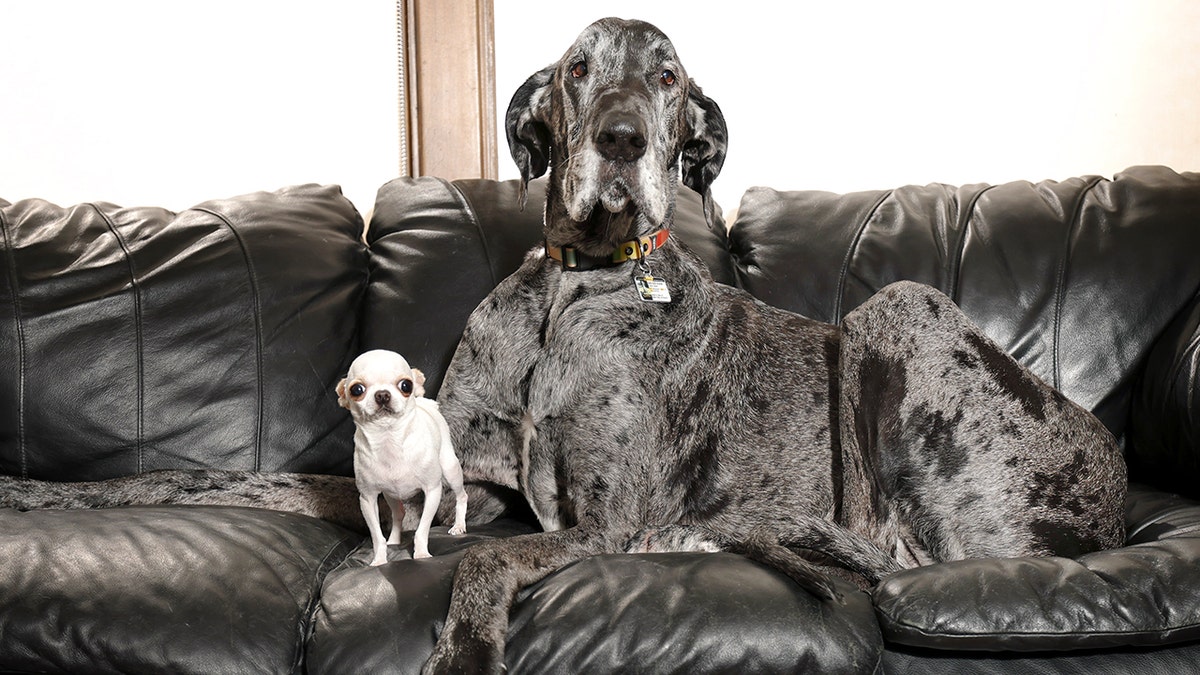 Tallest-Shortest Dogs-Playdate