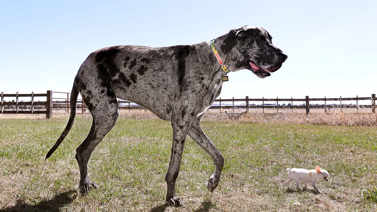 great dane and chihuahua
