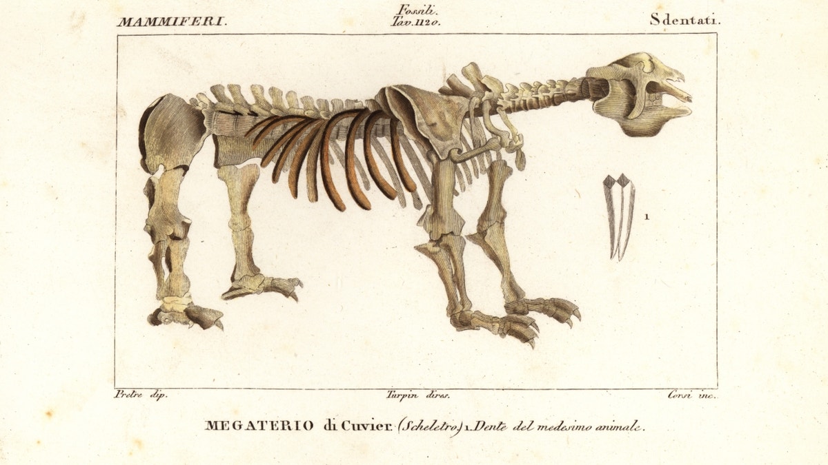 skeleton of a giant ground sloth
