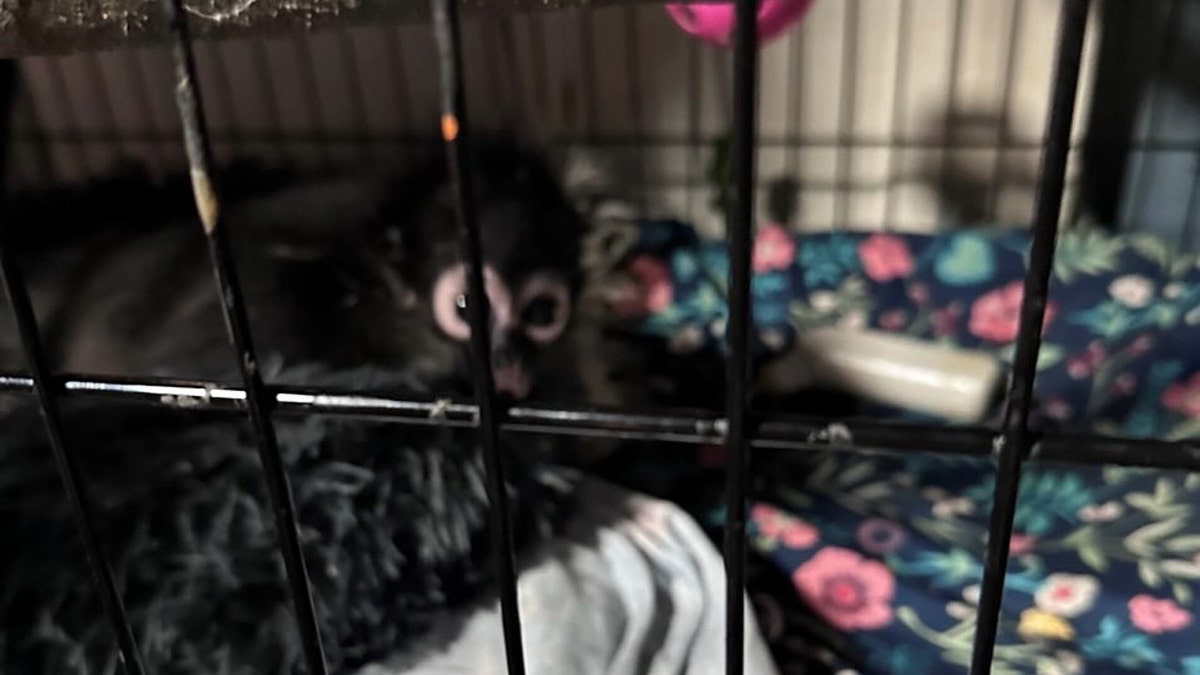 Violeta in cage