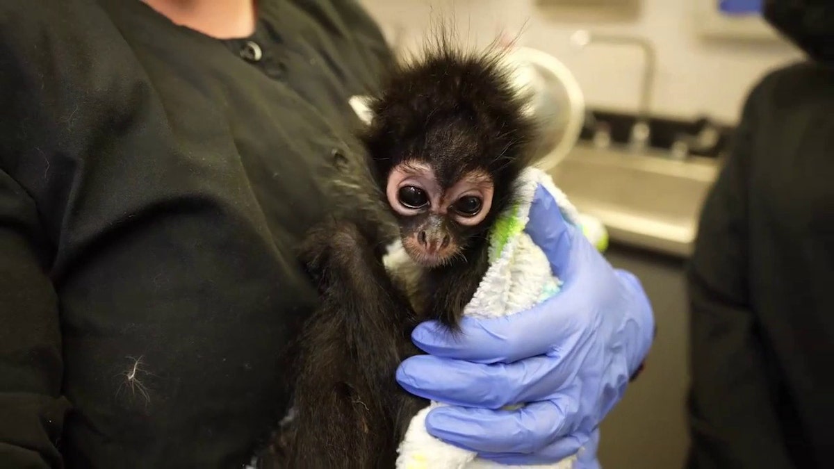 Violeta the monkey