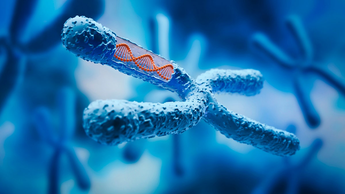 X Chromosome with DNA strand inside with blue background - medical science and biotechnology background - 3d illustration: used in piece about vitamin d being able to protect telomeres and support longer living