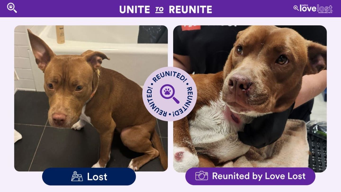 3 ai technology helps reunite lost dogs with their owners