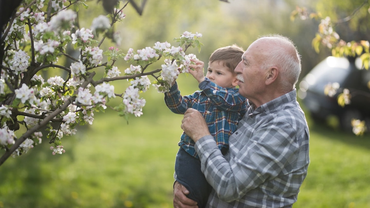 blooming tree