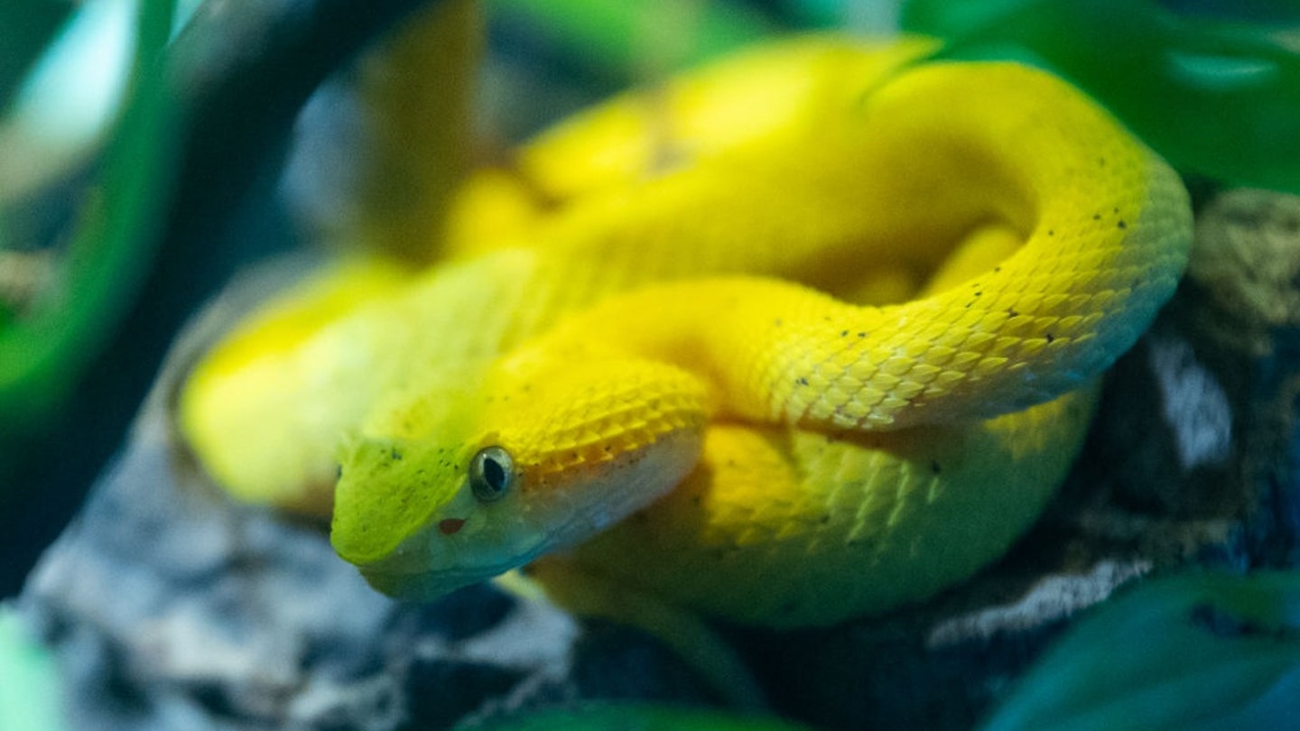 eyelash viper snake