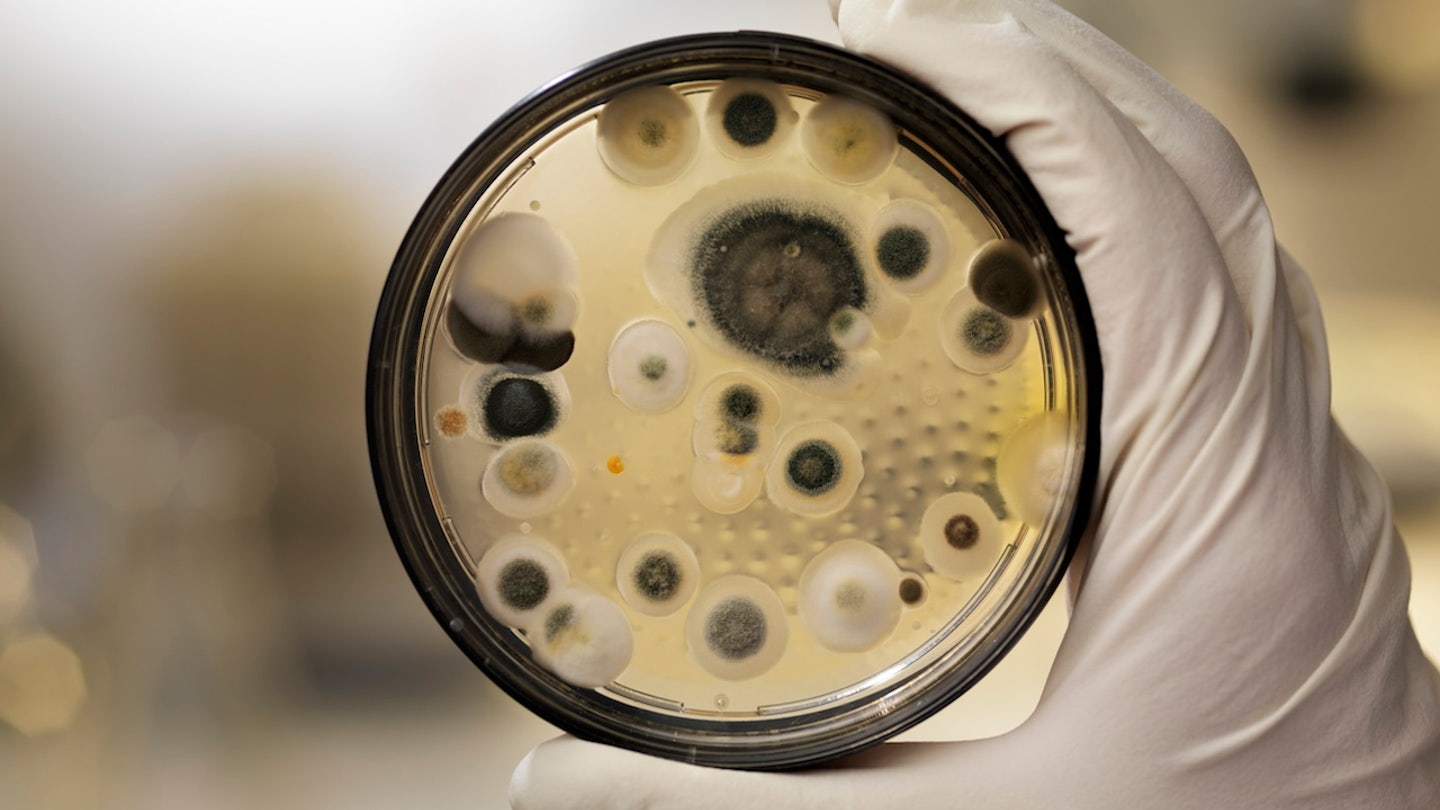 mildew culture