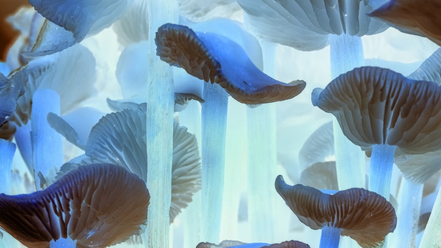 mushrooms close up