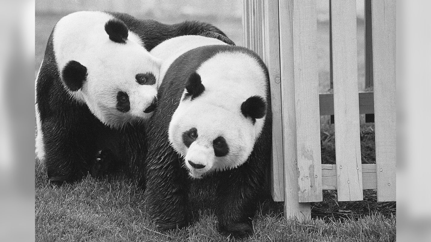presidential gifts nixons pandas ling ling and hsing hsing