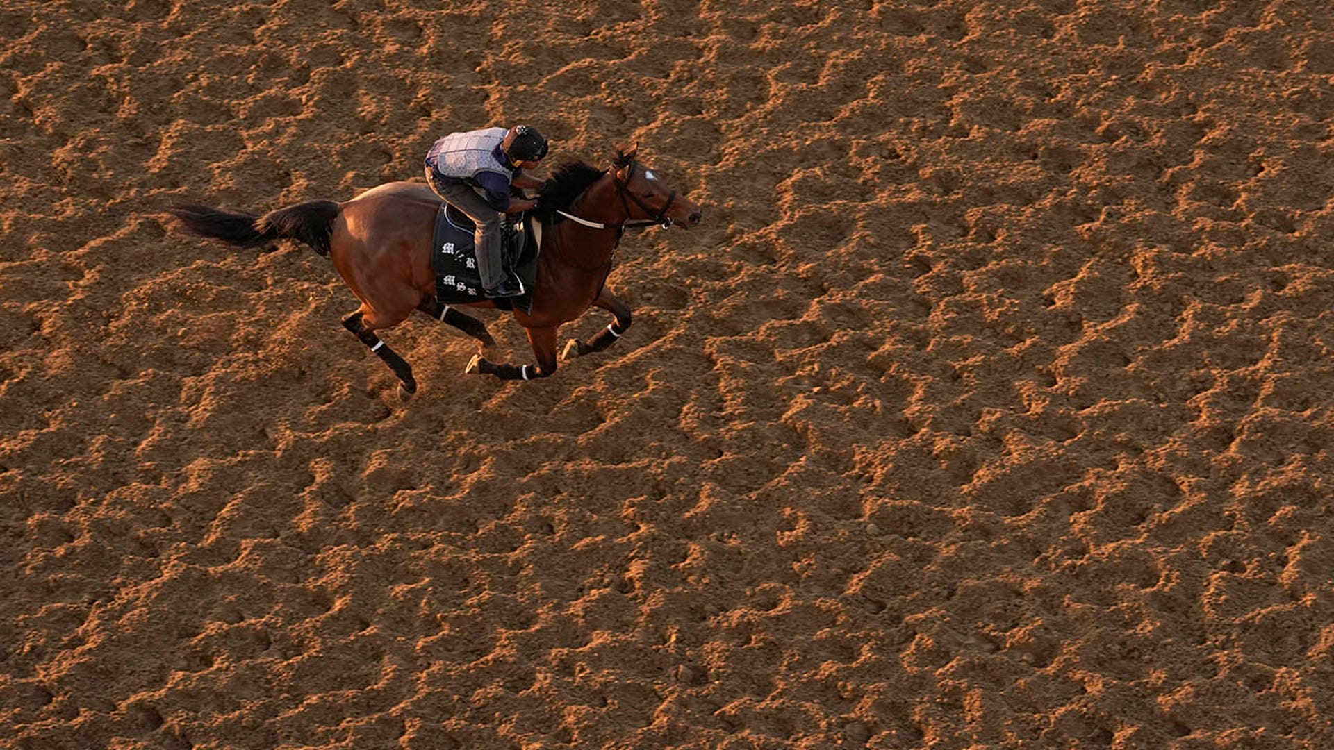 Horse works out