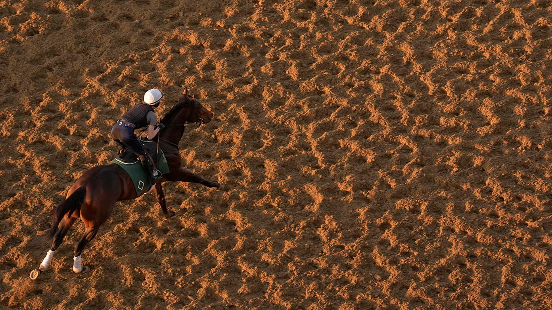 A horse works out