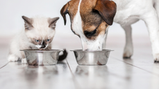 Pet feeding essentials are up to 20% off during the Amazon Pet Day sale - Fox News