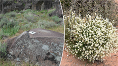 Ancient bedrock kitchens reveal evidence of historical food practices, experts say