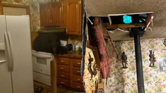 Homeowners get surprise visitor when black bear crashes through ceiling onto stove