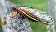 America's second-largest cicada swarm is about to emerge across the East Coast