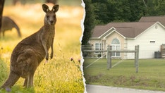 Man found dead in kangaroo, wallaby enclosure reportedly had 'history' of playing rough with animal