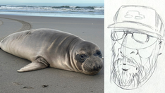 Oregon seal pup stabbed multiple times as NOAA seeking to track down person of interest