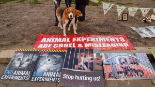 Ridglan Farms beagles begin leaving Wisconsin facility after rescue groups strike deal for release