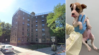 Baby found dead with bite marks was not killed by dog in big twist - Fox News