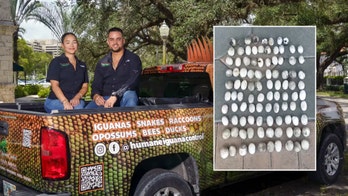 Florida homeowner finds 98 iguana eggs in backyard: 'It’s the most we’ve ever removed from one site'