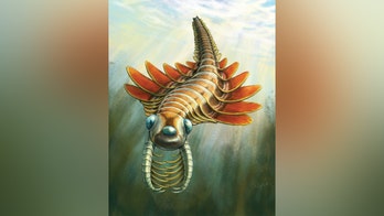 Paleontologists?discover 'moth-like' predator that lived 506 million years ago