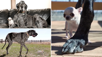 World's tallest, shortest dogs meet for precious playdate caught on camera