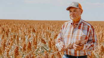 Protein-packed American-grown rice alternative has twice the amount as quinoa