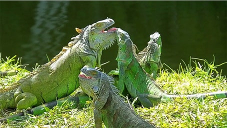 Over 5,000 cold-stunned iguanas removed in two days during state's record freeze