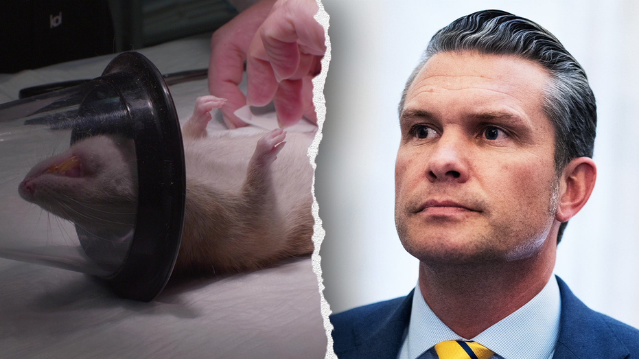 Navy Ends Dog and Cat Experiments Following PETA Petition Highlighting U.S. Taxpayer-Funded Animal Testing