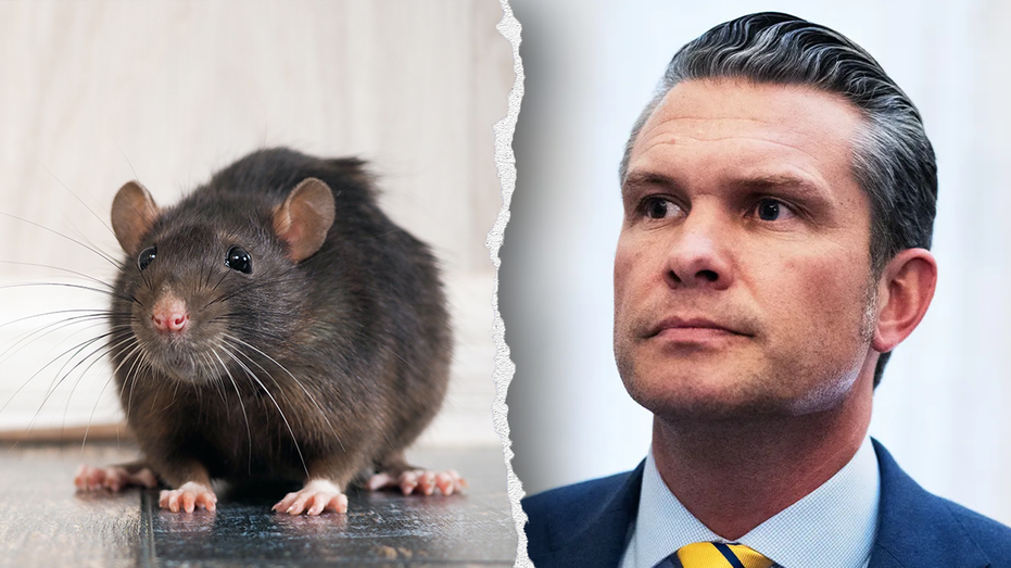 Navy halts dog and cat experiments after PETA writes Hegseth about US taxpayer-funded animal tests
