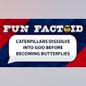 Caterpillars dissolve into goo before becoming butterflies